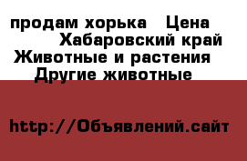 продам хорька › Цена ­ 4 000 - Хабаровский край Животные и растения » Другие животные   